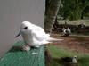 A white tern sits with its egg on Midway Atoll National Wildlife Refuge. Photo courtesy of USFWS/David Patte.