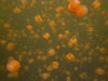 Located on Eil Malk island, Jellyfish Lake is an unusual marine lake that is poplated almost exclusively by two species of jellyfish: golden and moon jellyfish. Eil Malk is part of the Rock Islands, a group of small, rocky, mostly uninhabited islands in Palau's Southern Lagoon, between Koror and Peleliu. Millions of golden jellyfish migrate horizontally across the lake daily. Although Jellyfish Lake is connected to the ocean through fissures and tunnels, the lake is sufficiently isolated and the conditions are different enough that the diversity of species in the lake is greatly reduced from the nearby lagoon. 