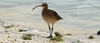 The bristle-thighed curlew is a medium-sized shorebird that breeds in Alaska and winters on tropical Pacific islands. Here it patrols a Palmyra Atoll shoreline. Image courtesy USFWS.