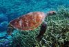Green sea turtles are commonly observed at Palmyra Atoll National Wildlife Refuge. Image courtesy USFWS/Kydd Pollock.