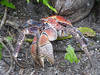 A close-up of a coconut crab on Palmyra Atoll National Wildlife Refuge. Photo courtesy of USFWS/Laura M. Beauregard.