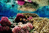 A colorful underwater image of a coral reef at the Palmyra Atoll National Wildlife Refuge. Photo courtesy of USFWS Jim Maragos.