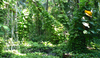 Some of the dense foliage that enshrouds the islands and islets that make up Palmyra Atoll National Wildlife Refuge. Photo courtesy of the USFWS.