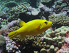 A golden puffer among the coral at Palmyra Atoll National Wildlife Refuge. Photo courtesy of USFWS/Amanda Pollock.