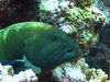 A peacock grouper defends his section of reef at Palmyra Atoll National Wildlife Refuge. Photo courtesy USFWS/Amanda Pollock.