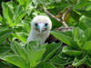 A red-footed booby peers out of the foliage at Palmyra Atoll National Wildlife Refuge in the Pacific. Image courtesy USFWS/Laura M. Beauregard.