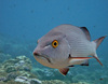 A red snapper glares while on patrol at Palmyra Atoll National Wildlife Refuge. Photo courtesy of the USFWS/Amanda Pollock. 