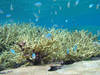 Two species of reef fish - blue-green chromis and bicolor chromis - swim among the staghorn coral at Palmyra Atoll National Wildlife Refuge. Image courtesy of USFWS/Amanda Meyer. 