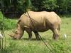 Rhinoceros (Uganda Wildlife Education Center (zoo) near Kampala).