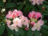 Pink rhododendrons in the Secret Garden on the grounds of Blenheim Palace.