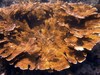 Elkhorn coral at Buck Island Reef National Monument. Photo courtesy of the US National Park Service.