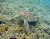 Green sea turtle in sea grass off the coast of Saint John. Photo courtesy of the US National Park Service.