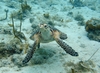 Inquisitive hawksbill sea turtle in the waters off Saint John. Photo courtesy of the US National Park Service.
