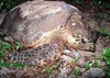 Hawksbill Turtle nesting at Buck Island. Photo courtesy of the US National Park Service.
