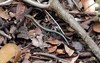 Close-up of an endangered Saint Croix ground lizard on Buck Island. Photo courtesy of the US National Park Service.