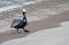 A brown pelican on a beach at Virgin Islands National Park. Photo courtesy of the US National Park Service.