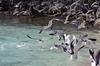 Laughing gulls at a beach at Virgin Islands National Park. Photo courtesy of the US National Park Service.