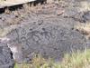 Petroglyphs at Hawaii Volcanoes National Park on the Big Island.