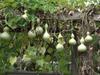 Ripening gourds at the vegetable garden display at Longwood Gardens, Kennett Square, Pennsylvania. 