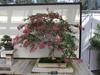 A miniature crepe myrtle in the bonsai garden at Longwood Gardens, Kennett Square, Pennsylvania. 