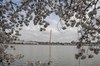 Cherry blossoms frame a view of the Washington Monument from across the Tidal Basin. Photo courtesy of the National Park Service/ Sarah Eddy.