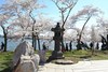 Just north of the Tidal Basin, in a grove of cherry trees where rests a centuries-old granite Japanese lantern. Photo courtesy of the National Park Service.