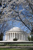 Cherry blossoms frame the Thomas Jefferson Memorial, which stands at the edge of the Tidal Basin in the monumental core of Washington, D.C. Photo courtesy of the National Park Service/ Sarah Eddy.