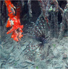 A red lionfish in the waters of Virgin Islands Coral Reef National Monument. Photo courtesy of the US National Park Service / Caroline Rogers.