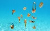 Schools of squid are among the many underwater creatures that snorkelers and divers can see off the shores of Virgin Islands National Park. NPS Photo/Caroline Rogers