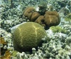 Groove brain coral in the waters of Virgin Islands Coral Reef National Monument. Photo courtesy of the US National Park Service / Caroline Rogers.