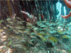 A school of grunts in the waters of Virgin Islands Coral Reef National Monument. Photo courtesy of the US National Park Service / Caroline Rogers.