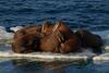 Walruses at rest on an ice floe in the Chukchi Sea, Alaska. Photo courtesy of the USGS.