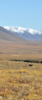 A solitary caribou in the vastness of the Alaskan landscape. Caribou (Rangifer tarandus), also referred to as reindeer,  are native to the Arctic tundra and Sub-Arctic Taiga (boreal forest) with a circumpolar distribution across North America and northern Eurasia. 